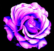 13th May 2016 - High Contrast Rose