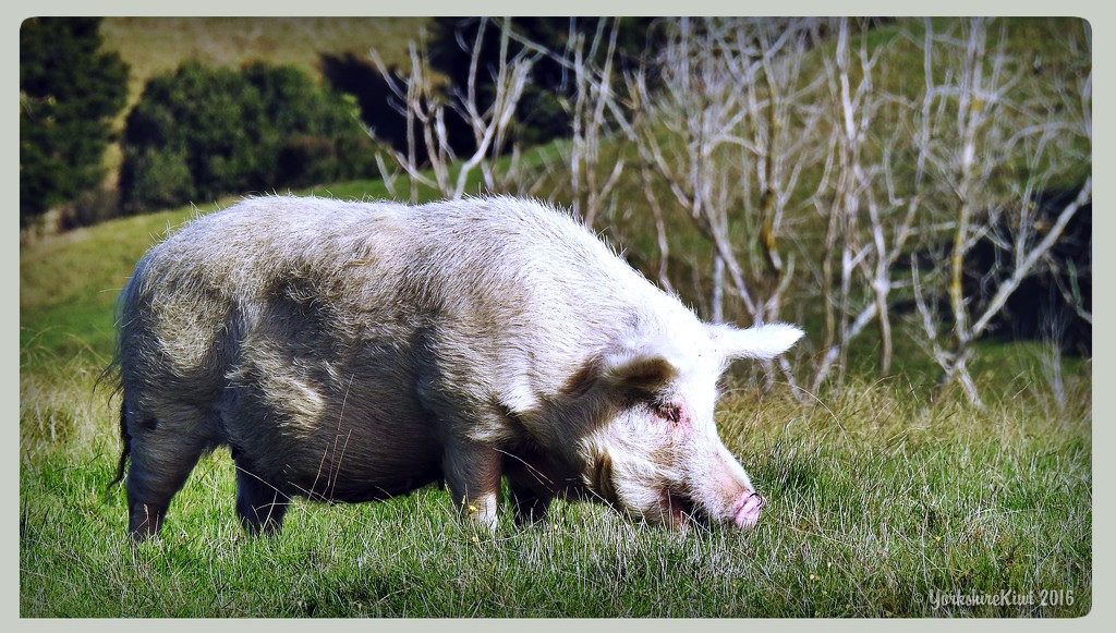 Hairy white piggy by yorkshirekiwi