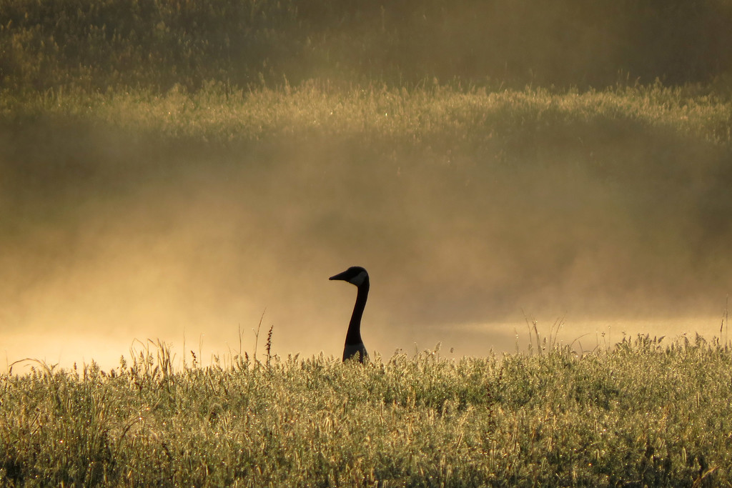 Goose in Silhouette by milaniet