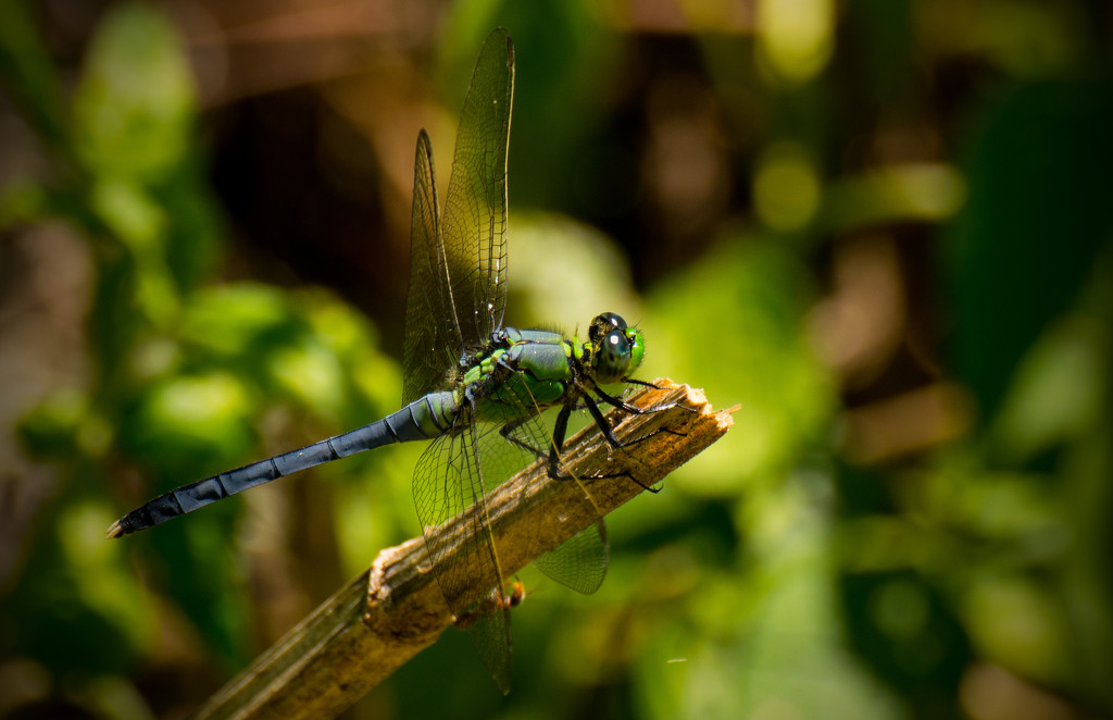 Dragonfly! by rickster549