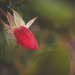 Rose Bloom by tina_mac