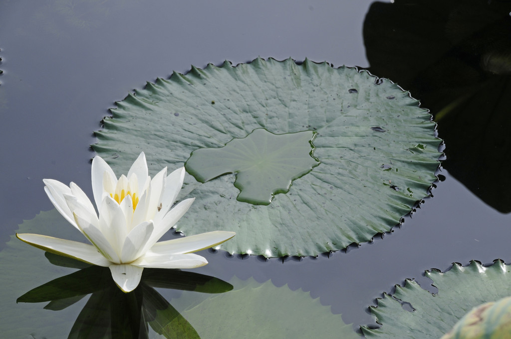 Water Lilly by ianjb21