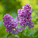 The Lilacs are out by kiwichick