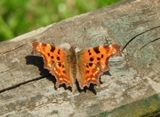 13th May 2016 - Comma Butterfly 2