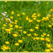 Buttercup Meadow by carolmw