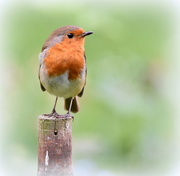 15th May 2016 - My friend the robin