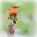My friend the robin by rosiekind