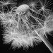 Dandelion Shedding Seeds by davidrobinson