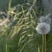 Weeds by parisouailleurs