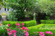 15th May 2016 - Roses and garden, Historic District, Charleston, SC
