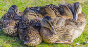 15th May 2016 - Young Ducklings 