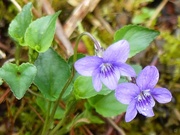 14th May 2016 - Wild Violets