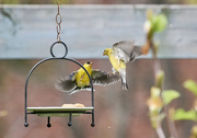 15th May 2016 - Feeder Wars Continued
