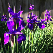 14th May 2016 - Siberian Irises