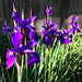 Siberian Irises by yogiw