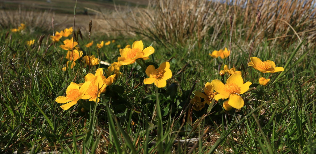 Marsh Marigold by lifeat60degrees