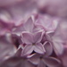 Lilac Tree by cookingkaren