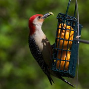 15th May 2016 - Red-Bellied Woodpecker