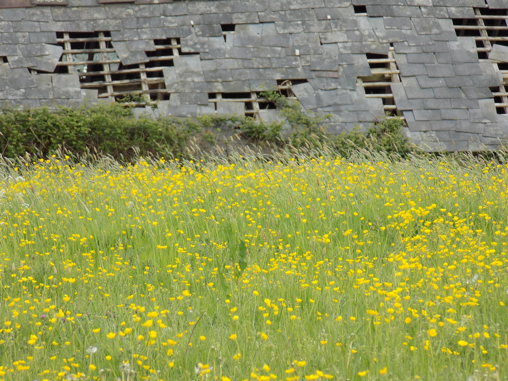 Buttercups and dilapidation by flowerfairyann
