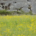 Buttercups and dilapidation by flowerfairyann