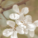 White Crabapple Blossoms by skipt07