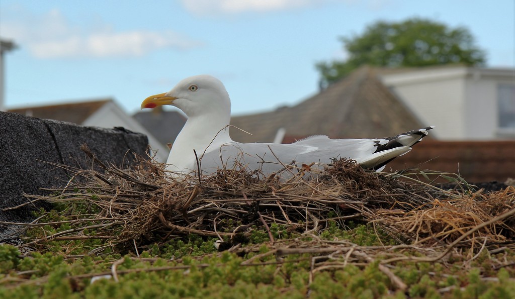 Nesting Gull by cookingkaren