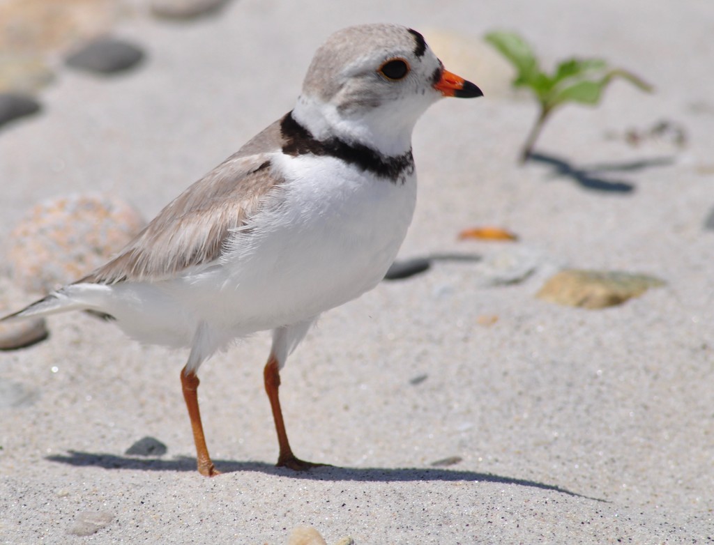 Endangered bird on Trunk River Beach by radiodan