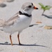 Endangered bird on Trunk River Beach by radiodan