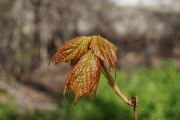 6th May 2016 - Maple Unfolding