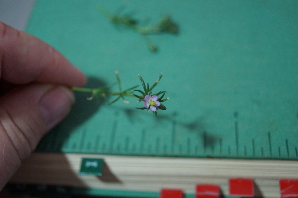 Tiny Flower. by meotzi