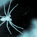 Arachnid inversion by m2016