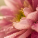 Chrysanthemum by m2016
