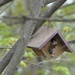 A House Wren Found a New Home by frantackaberry