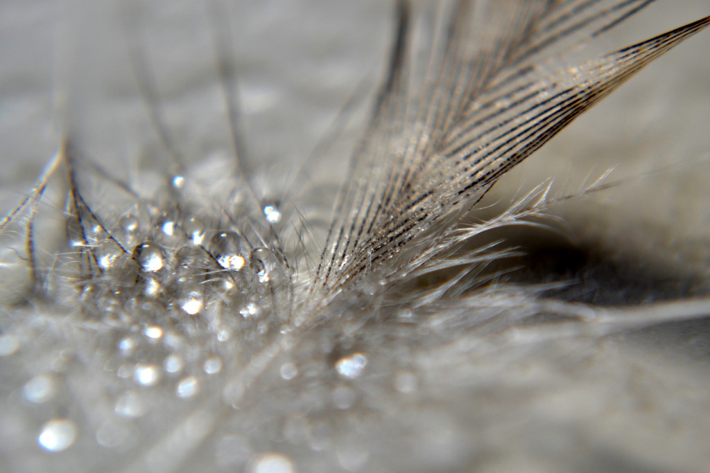 Feather & dew drops by dianeburns