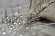 16th May 2016 - Feather & dew drops