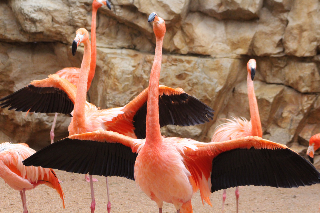 Flamingo Wings by gaylewood