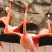Flamingo Wings by gaylewood