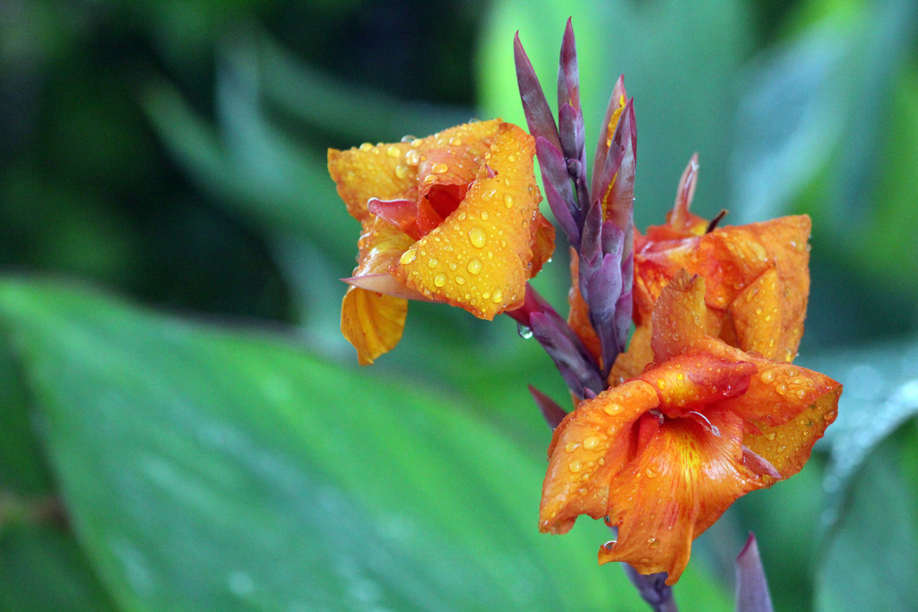 Canna Lily by gaylewood