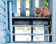 15th May 2016 - Cat on a Blue Stoop