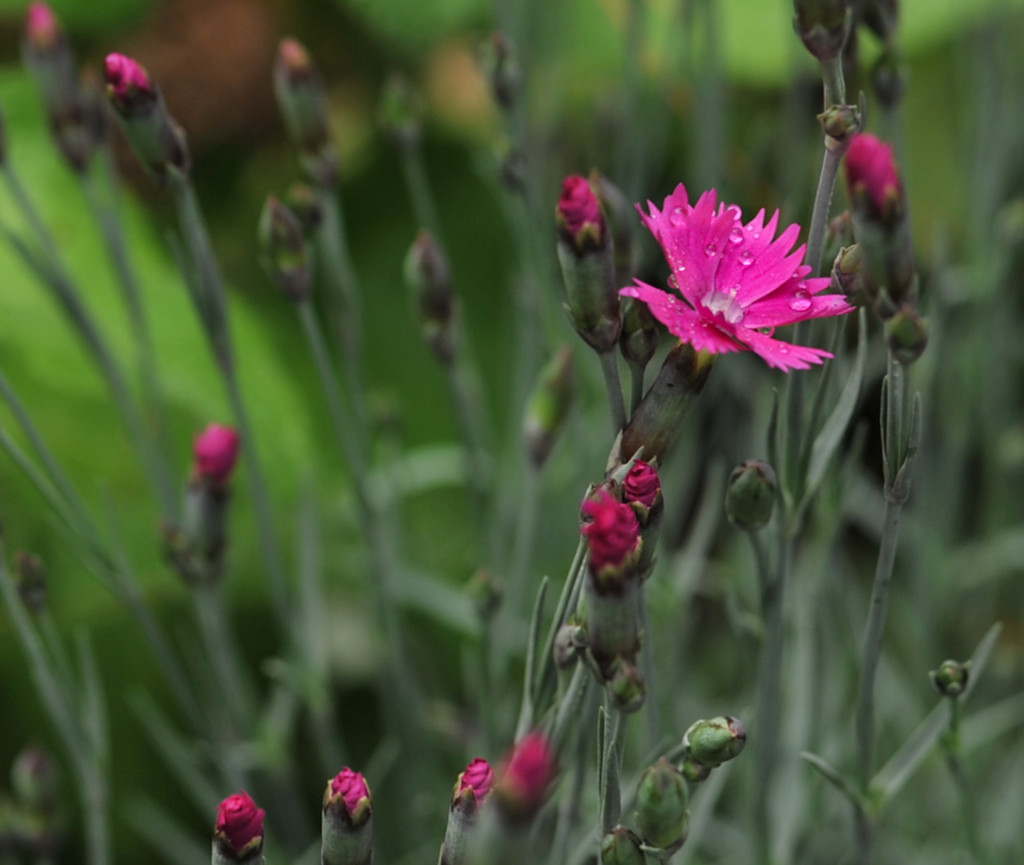 Dianthus Firewitch by loweygrace