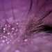 feather & dew drops 2 by dianeburns