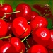 Red Cherries in a Green Bowl by olivetreeann