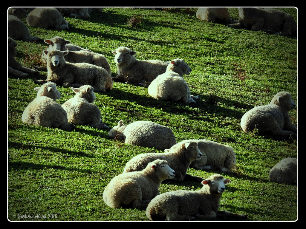just a few sheep by yorkshirekiwi
