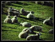 16th May 2016 - just a few sheep