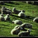 just a few sheep by yorkshirekiwi