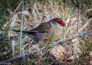 16th May 2016 - Red-browed finch