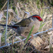 Red-browed finch by flyrobin