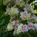 horse chestnut blossom and a bit of bokeh by quietpurplehaze