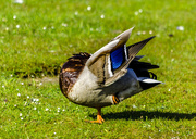 16th May 2016 - Colourful Duck