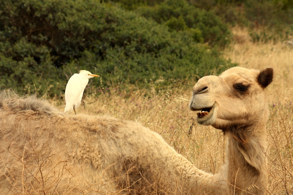 What did the camel say to the egret? by eleanor